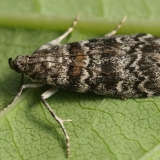 Ribizli moljac: kako se boriti, fotografija